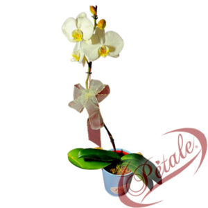 Orquidea 1 Vara